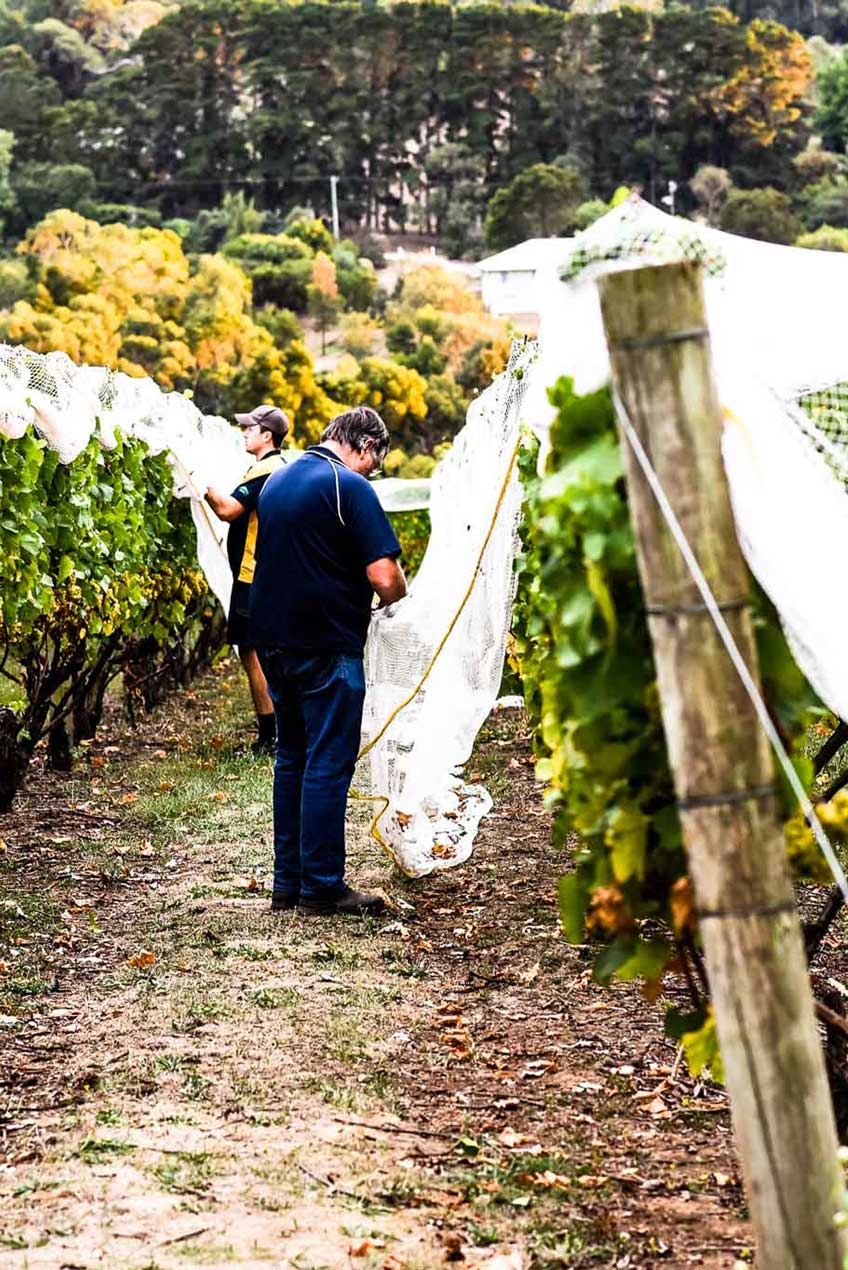 vineyard